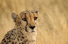 Brown Cheetah Eyes Royalty Free Stock Images