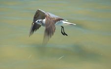 Seagull Royalty Free Stock Images