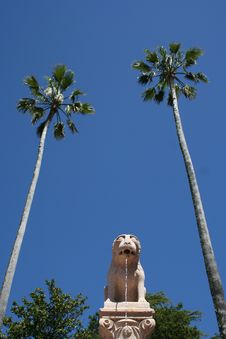 A Lion And Two Palm Trees Royalty Free Stock Photos A Lion And Two Palm Trees Royalty Free Stock Photos