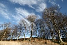 Trees And Forest Royalty Free Stock Images Trees And Forest Royalty Free Stock Images