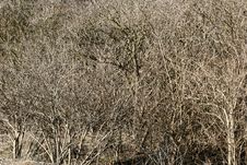 Trees And Forest Royalty Free Stock Photography Trees And Forest Royalty Free Stock Photography