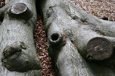 Trees And Trunk An Roots Royalty Free Stock Image Trees And Trunk An Roots Royalty Free Stock Image