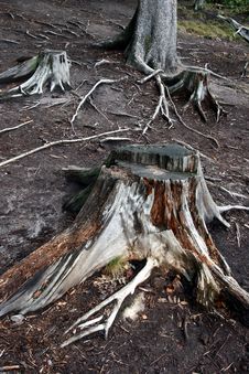 Trees And Trunk An Roots Stock Photography Trees And Trunk An Roots Stock Photography