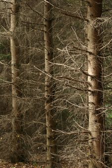 Trees And Forest Royalty Free Stock Images Trees And Forest Royalty Free Stock Images