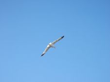 Free Seagull 2 Stock Photos - 1015653