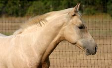 Palomino Colt Stock Photography Palomino Colt Stock Photography