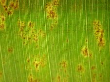 Palm Leaf Close Up Royalty Free Stock Images
