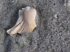 Shell 1 On Myrtle Beach Stock Images Shell 1 On Myrtle Beach Stock Images