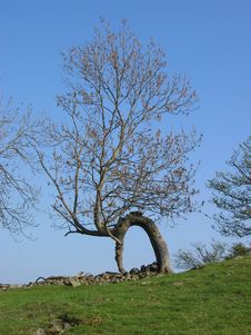 Tree Forming Natural Arch Royalty Free Stock Photography Tree Forming Natural Arch Royalty Free Stock Photography