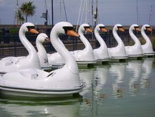 Swans Stock Images
