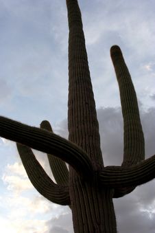 Tall Saguaro Royalty Free Stock Image Tall Saguaro Royalty Free Stock Image