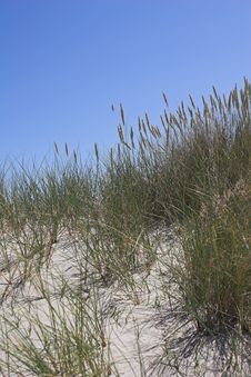 Sand Dune, Grasses And Blue Sky Stock Images Sand Dune, Grasses And Blue Sky Stock Images