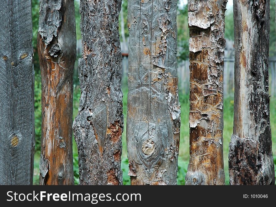 Pine planks with worm-holes. Pine planks with worm-holes
