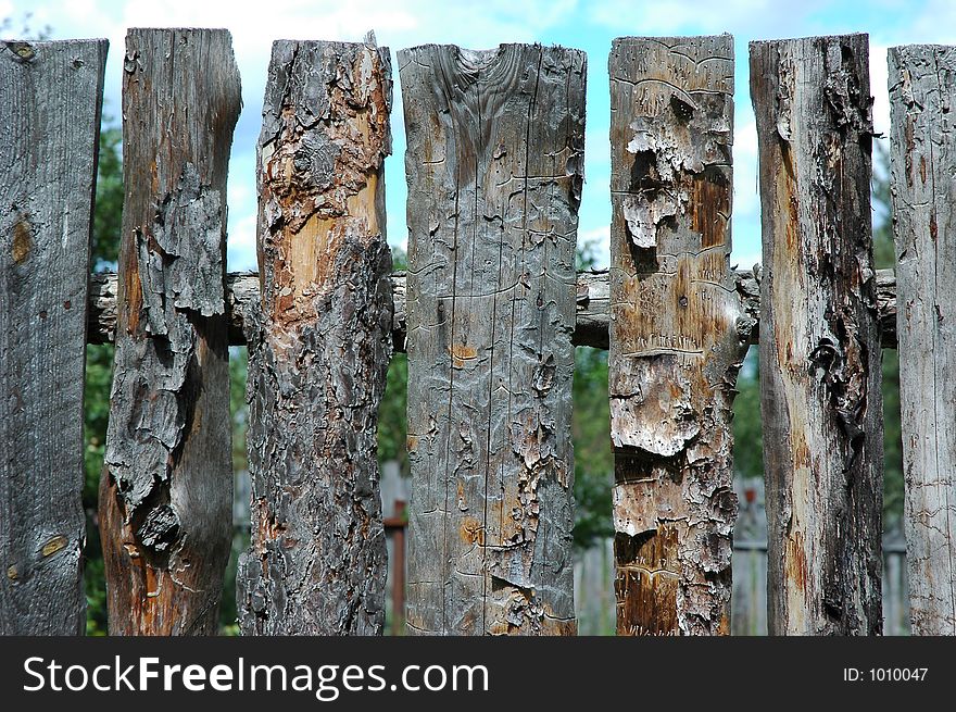 Pine planks with worm-holes. Pine planks with worm-holes