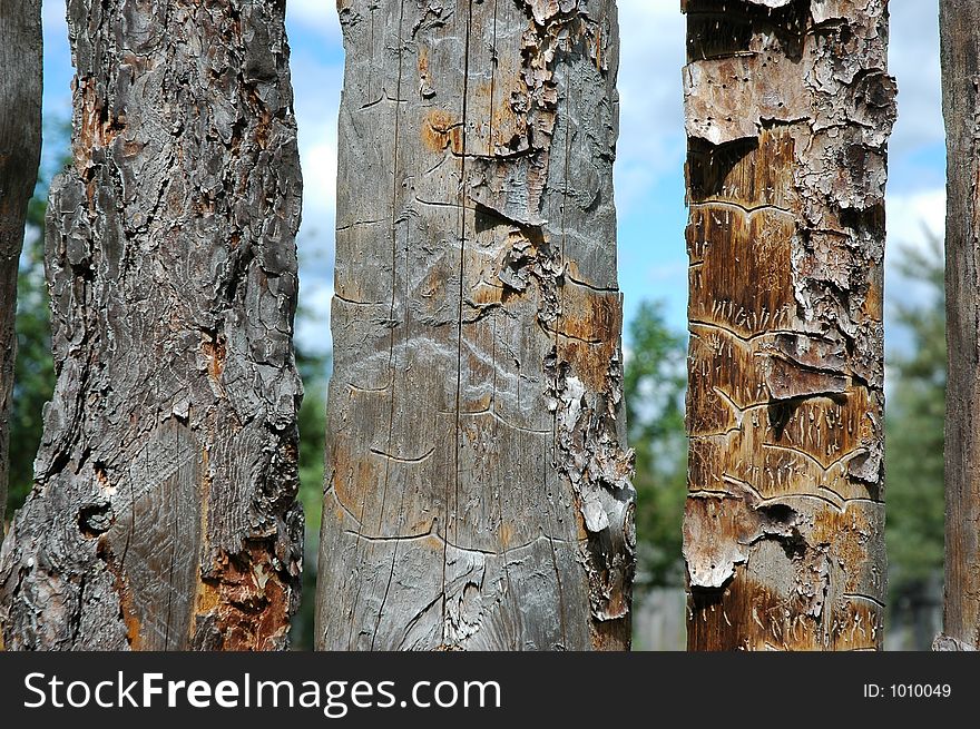 Pine Fence