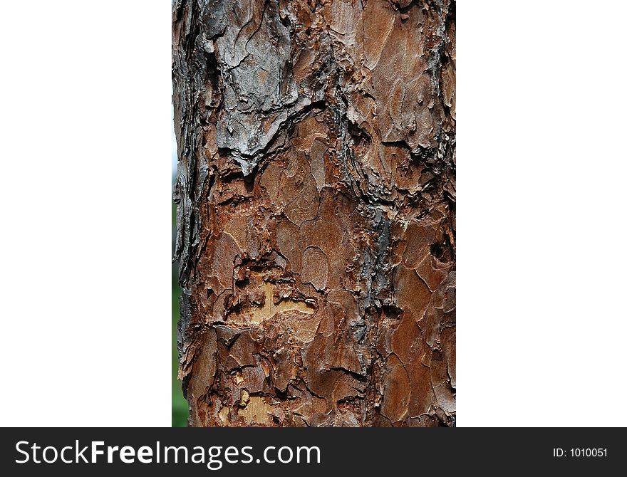 Pine plank with bark