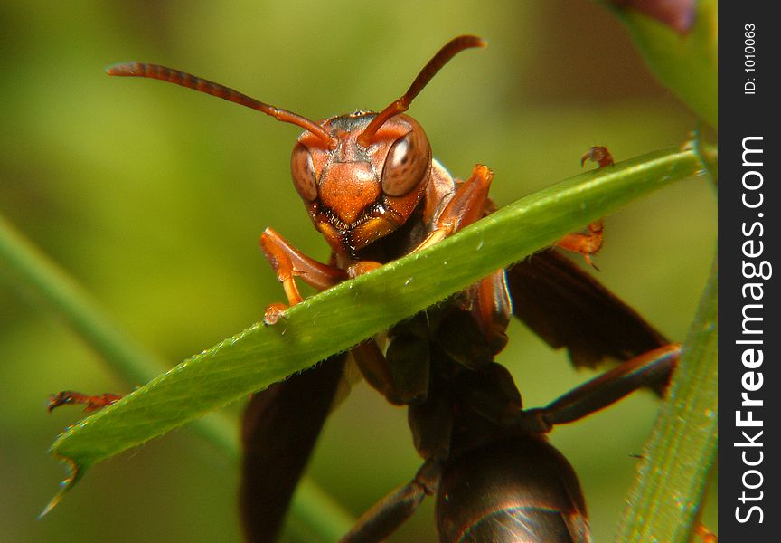 Wasp on plant