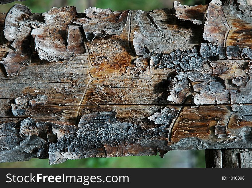 Pine plank with bark