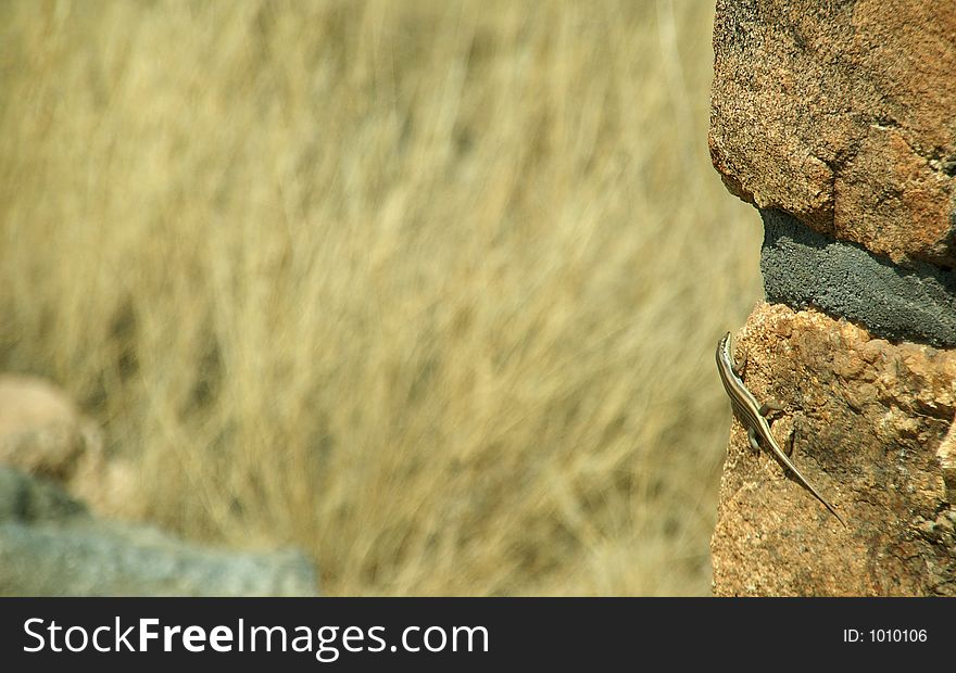 Namibian lizard at a wall. Namibian lizard at a wall