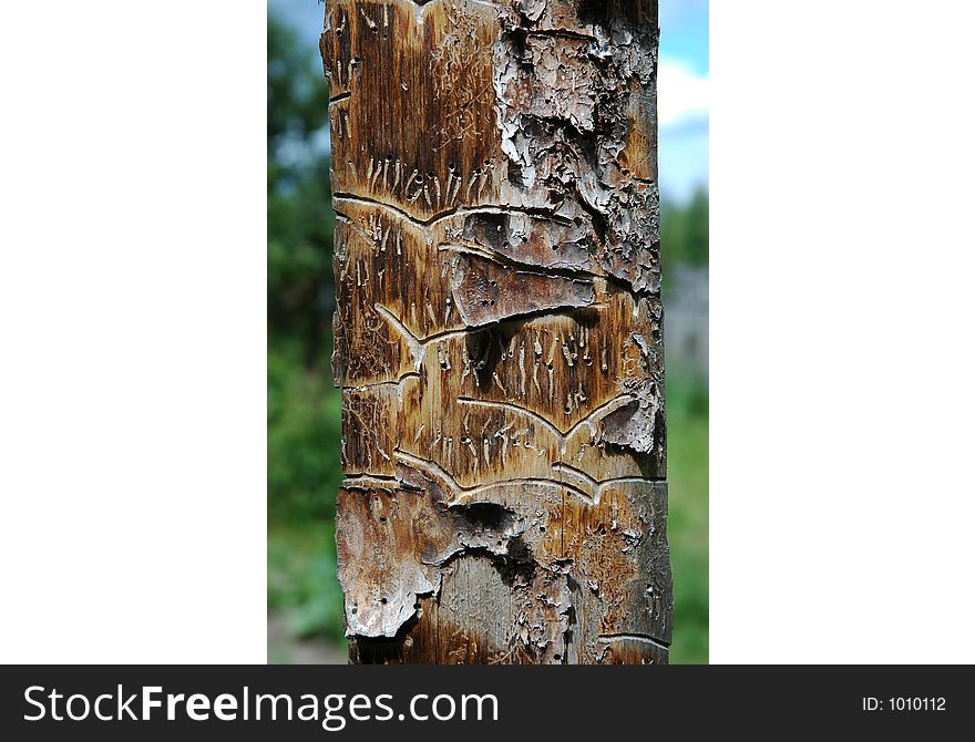 Pine plank with bark and worm-holes