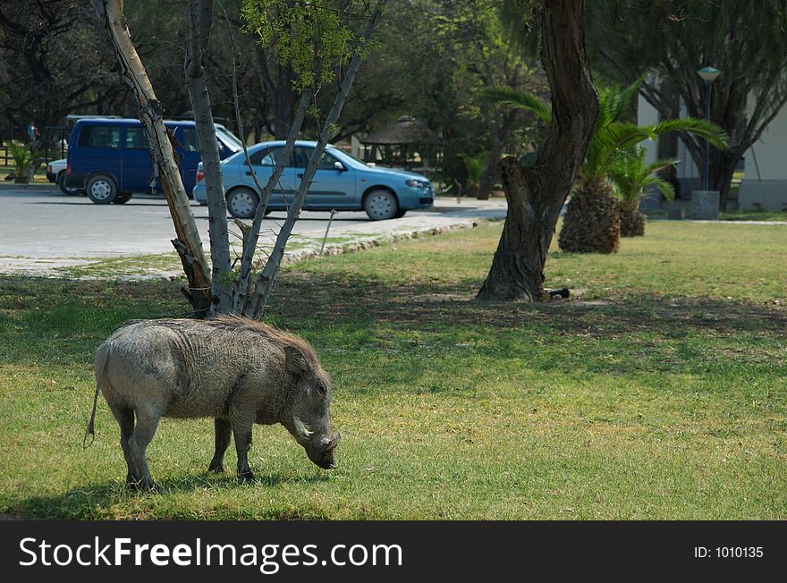 Warthog at a parking place in etosha national park namibia. Warthog at a parking place in etosha national park namibia.