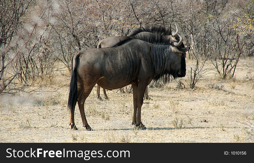 Two gnus in the savannah of the etosha national park in namibia. Two gnus in the savannah of the etosha national park in namibia.