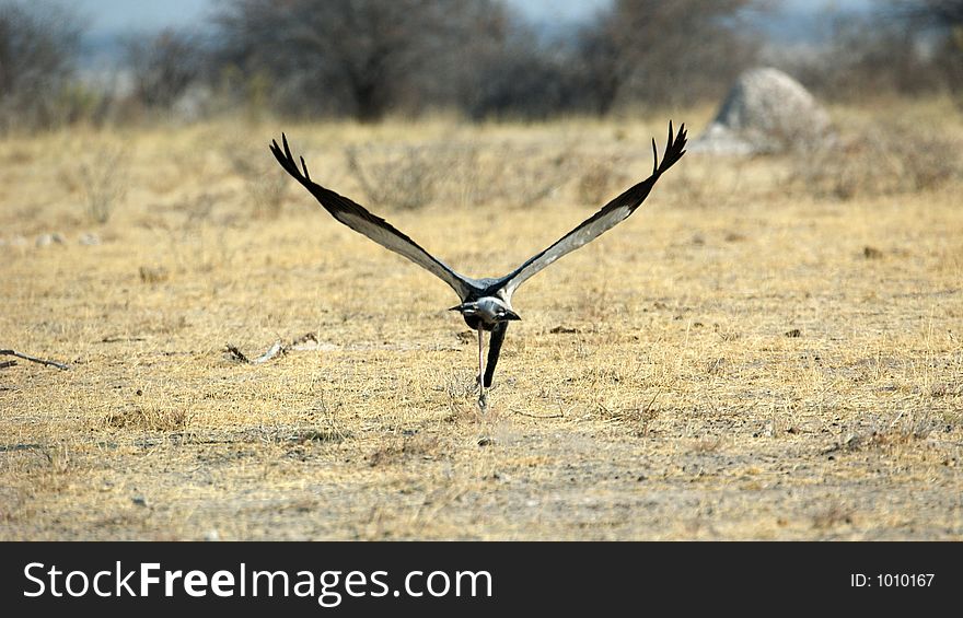 A secretary bird is starting up from the endless savannah of the etosha nationalpark. A secretary bird is starting up from the endless savannah of the etosha nationalpark.