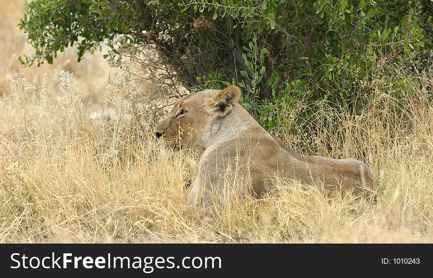 Lioness sitting in the grass behind a bush. Lioness sitting in the grass behind a bush.