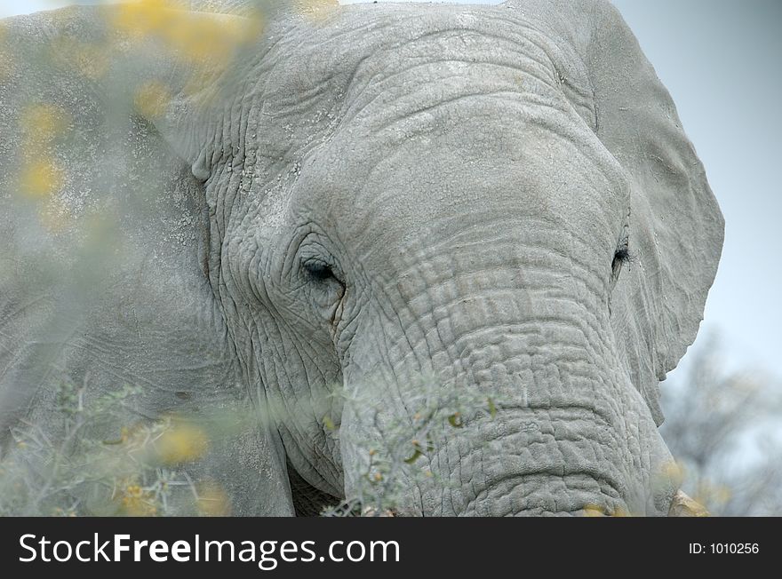 Portrait of an elephant through yellow bushes. Portrait of an elephant through yellow bushes.