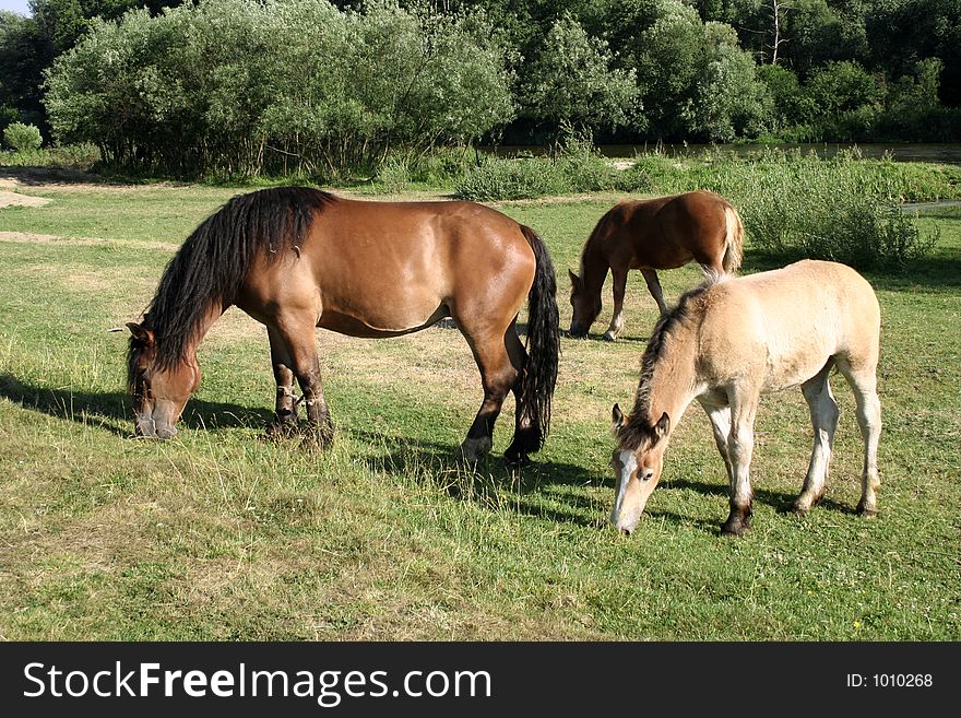 Three Horses in meadow