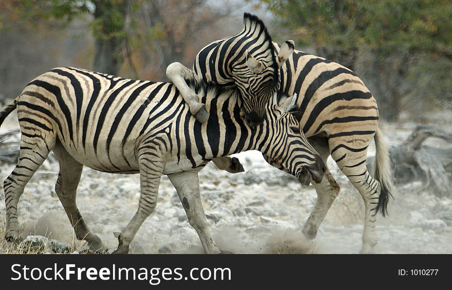 This zebra seems to be a vampire. This zebra seems to be a vampire.