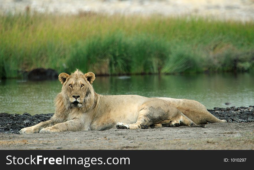 A half adult male lion is relaxing. A half adult male lion is relaxing.