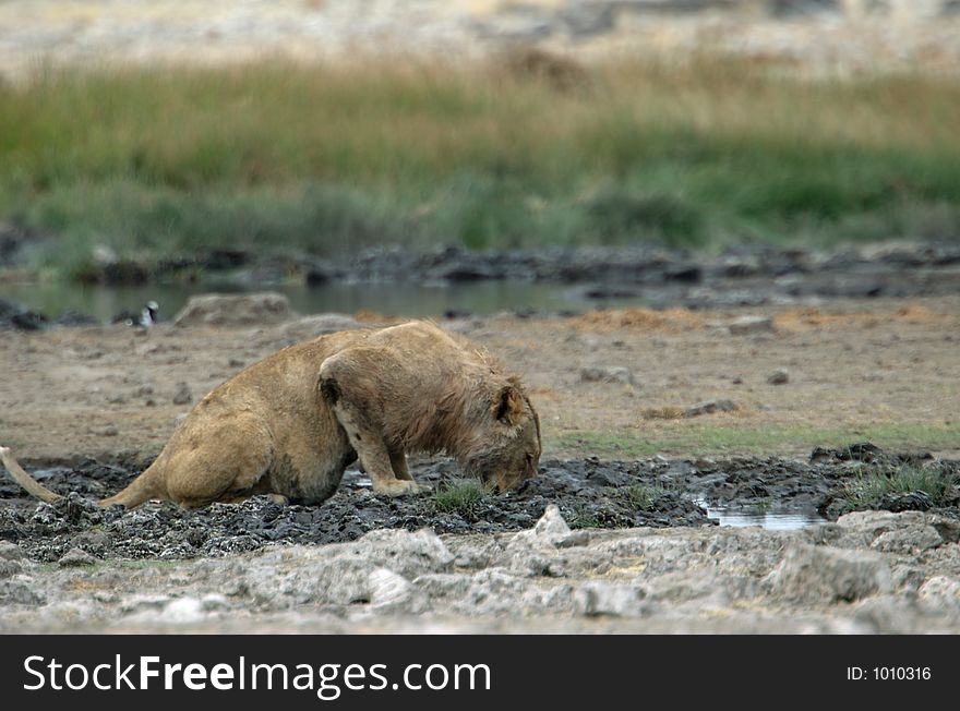 With a big belly the lion is allay his thirst,. With a big belly the lion is allay his thirst,