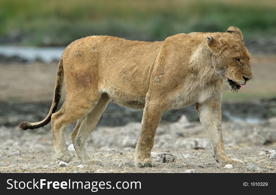 An old lioness with a scarred body walking through the savannah. An old lioness with a scarred body walking through the savannah.