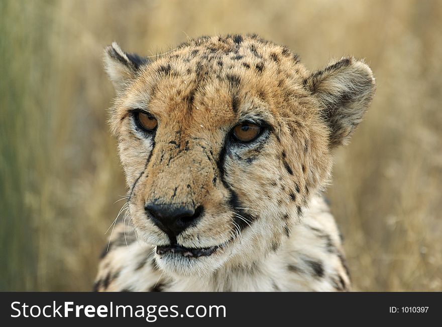 Portrait of a cheetah looking a little bit like a criminal. Portrait of a cheetah looking a little bit like a criminal.