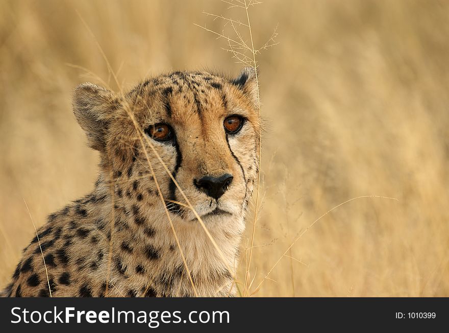 Brown cheetah eyes