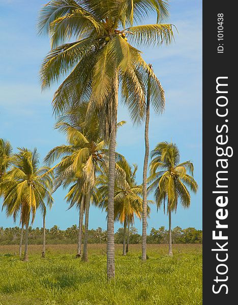 Palm trees on the way to Chacahua, Mexico