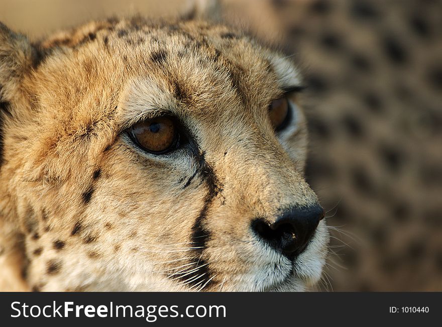 A closeup of a cheetah. A closeup of a cheetah.