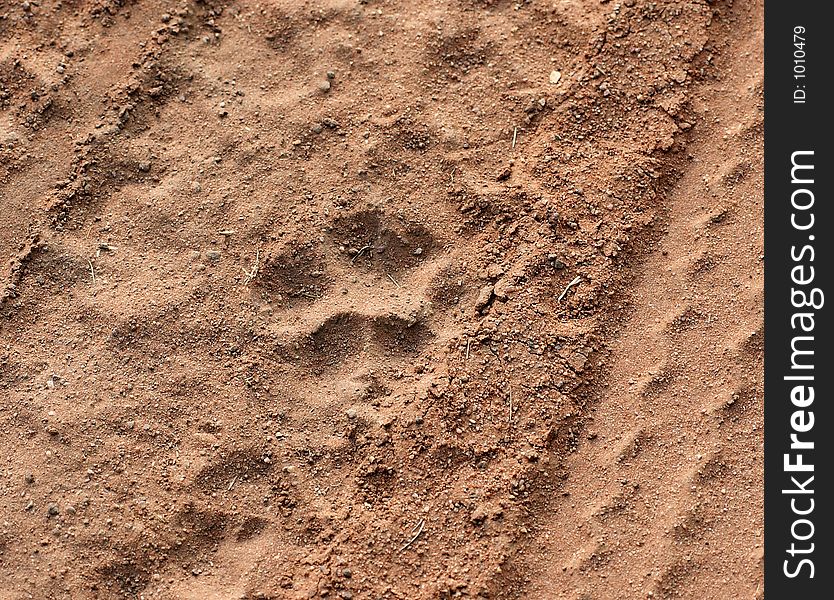 The paw of a cheetah between 4x4 wheel tracks. The paw of a cheetah between 4x4 wheel tracks.