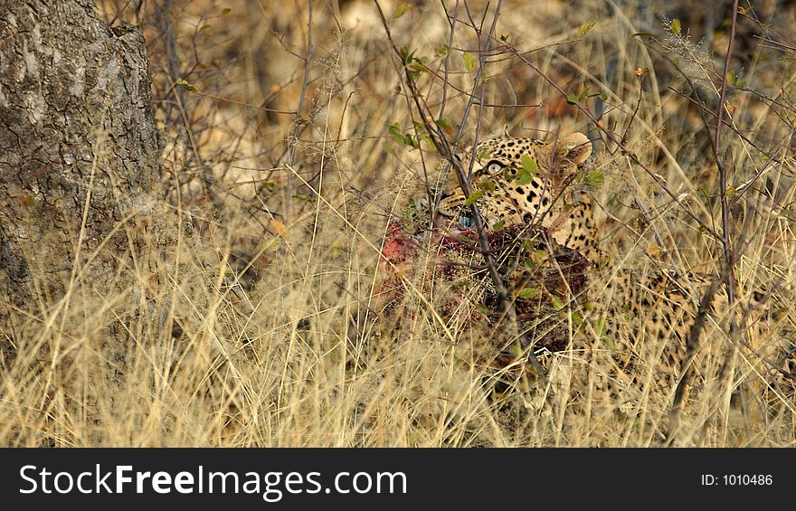 Leopards eye through savannah grass. It has a kudu skull in his mouth. Leopards eye through savannah grass. It has a kudu skull in his mouth.