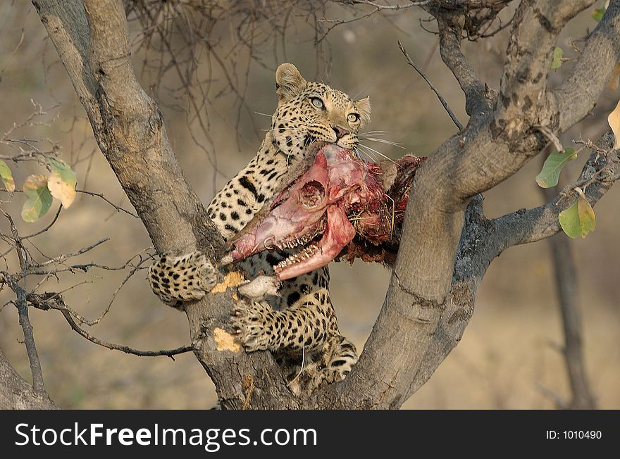 A leopard with a female kudu skull in his mouth. A leopard with a female kudu skull in his mouth.