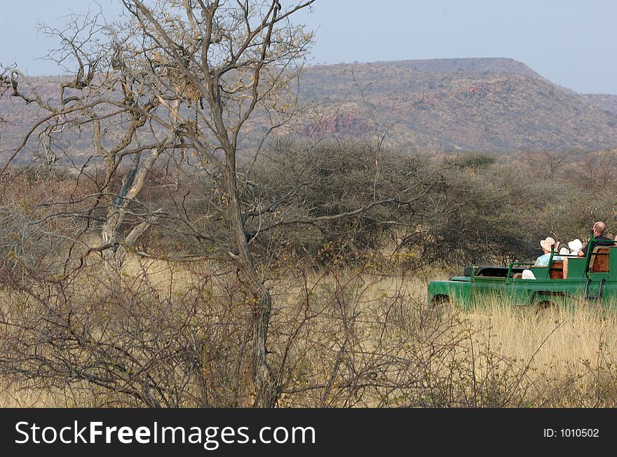 Leopard And Tourists