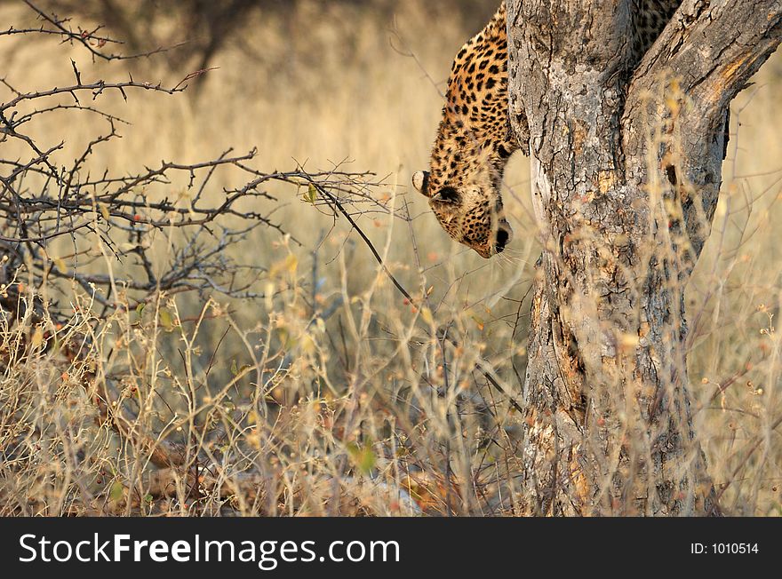 Leopard Down The Tree