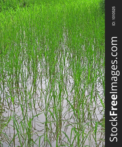 Lush green rice fields and cultivation. Lush green rice fields and cultivation