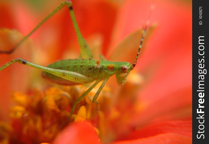 Grasshopper on flower