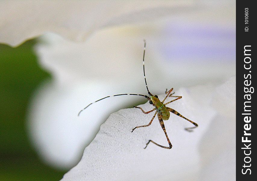 Grasshopper on flower