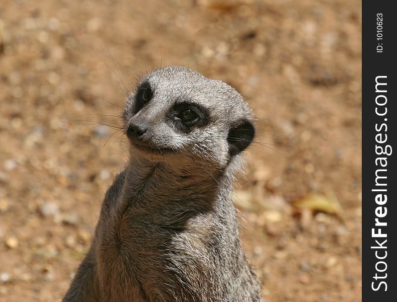 Close up of a Meerkat, showing eye patches and whiskers. Close up of a Meerkat, showing eye patches and whiskers.