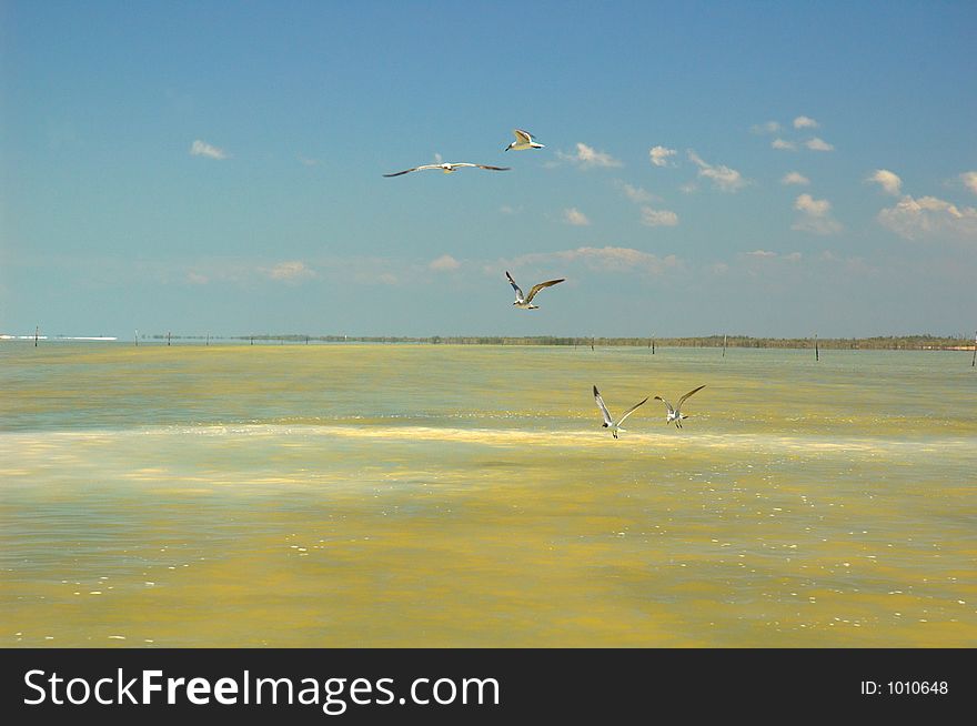 Seagulls flying on the river in Rio Lagartos, Mexico