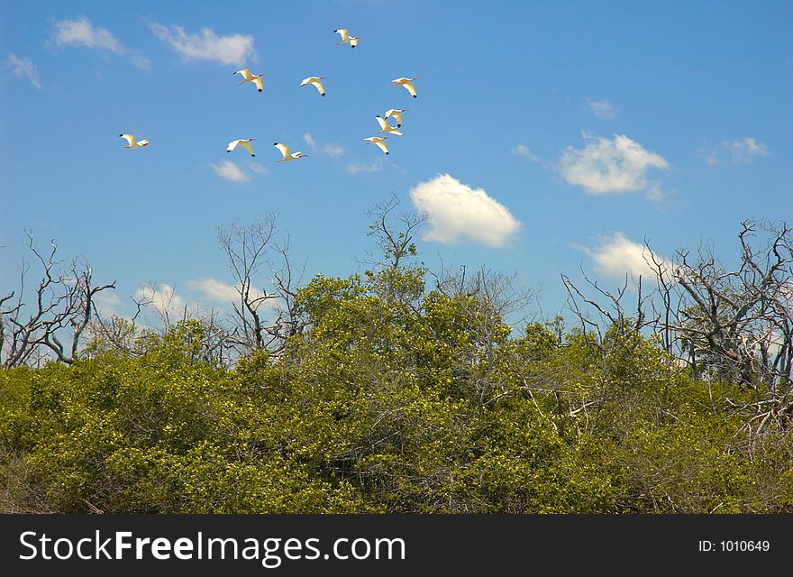 Storks in Rio Lagartos, Mexico