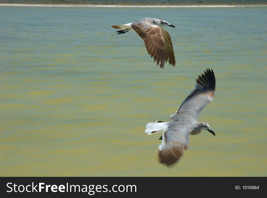 Seagulls flying on the river in Rio Lagartos, Mexico